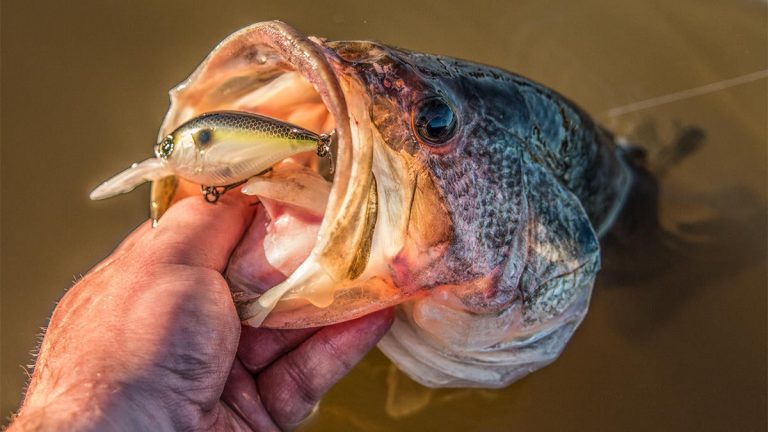 Yo-Zuri 3DB Series 1.5 MR Crankbait Review