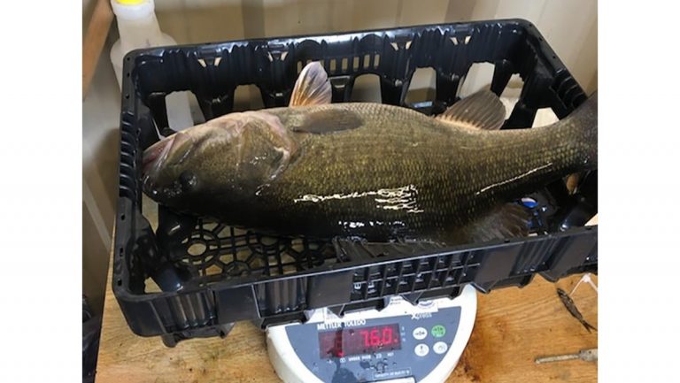 State Record Smallmouth/Largemouth Hybrid Bass Caught, Potential World Record