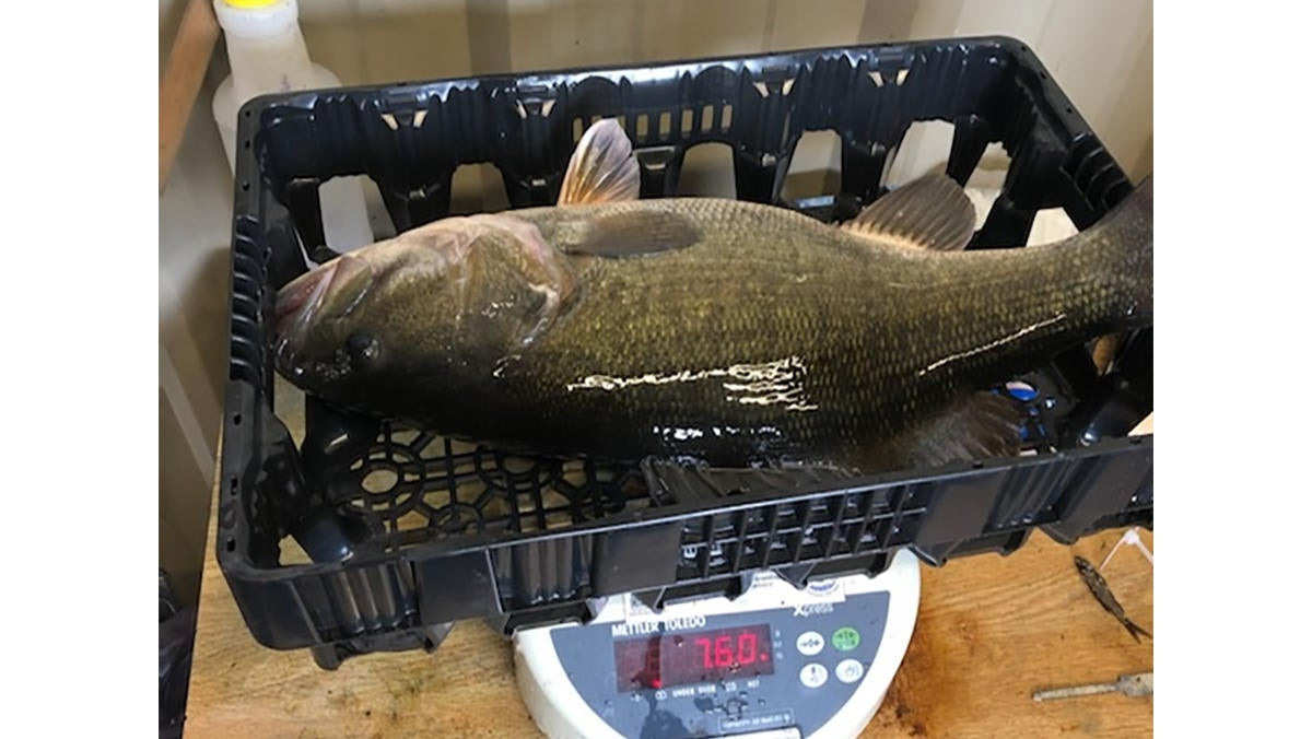 Smallmouth x Largemouth Hybrid Bass Certified as World Record by