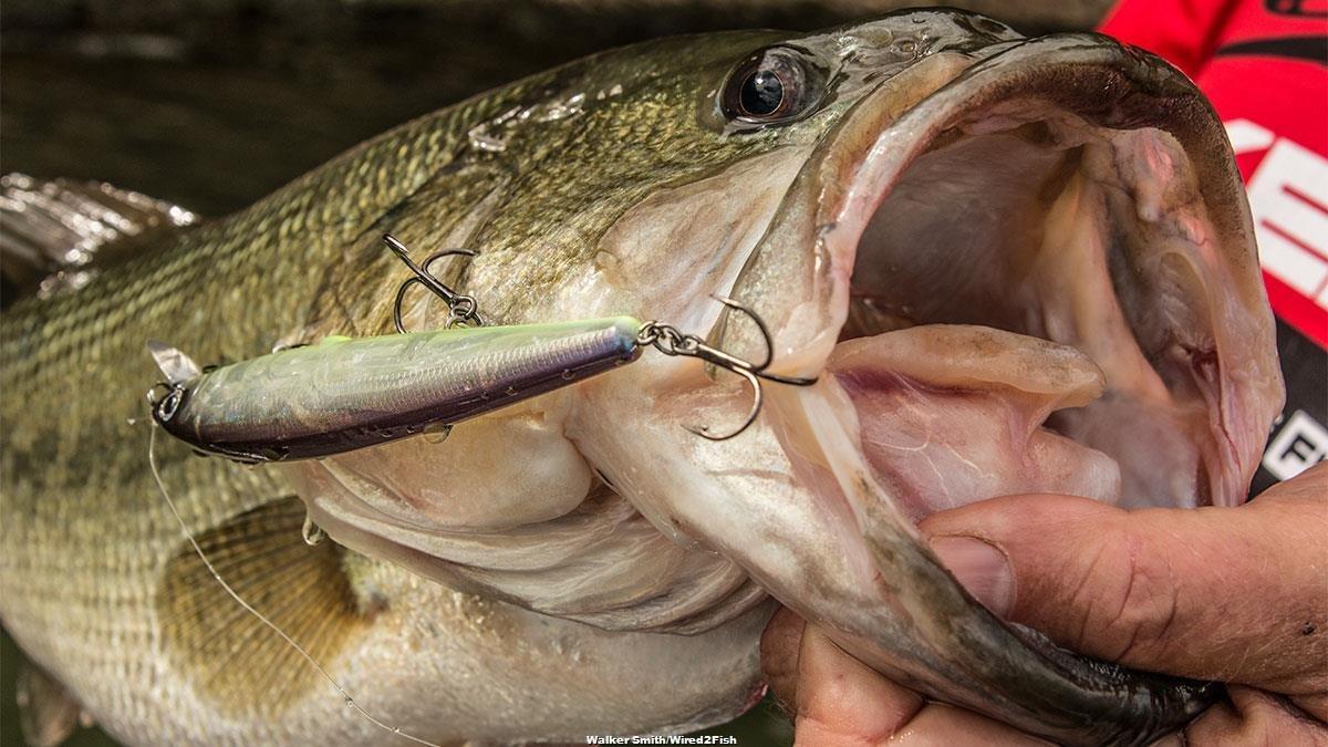 10 Lessons from Pro Anglers That Helped Our Fishing - Wired2Fish