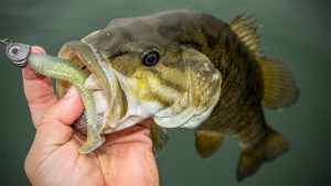 Why to Go Big with Small Swimbaits for Winter Bass Fishing