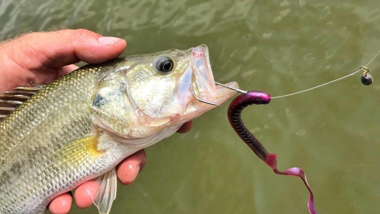 How to Fish the Free Rig for Bass Fishing