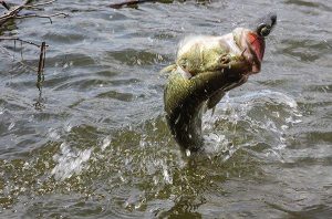 Fishing Stick Worms for Bass in the Spring