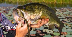 Make Soft Stick Baits More Versatile