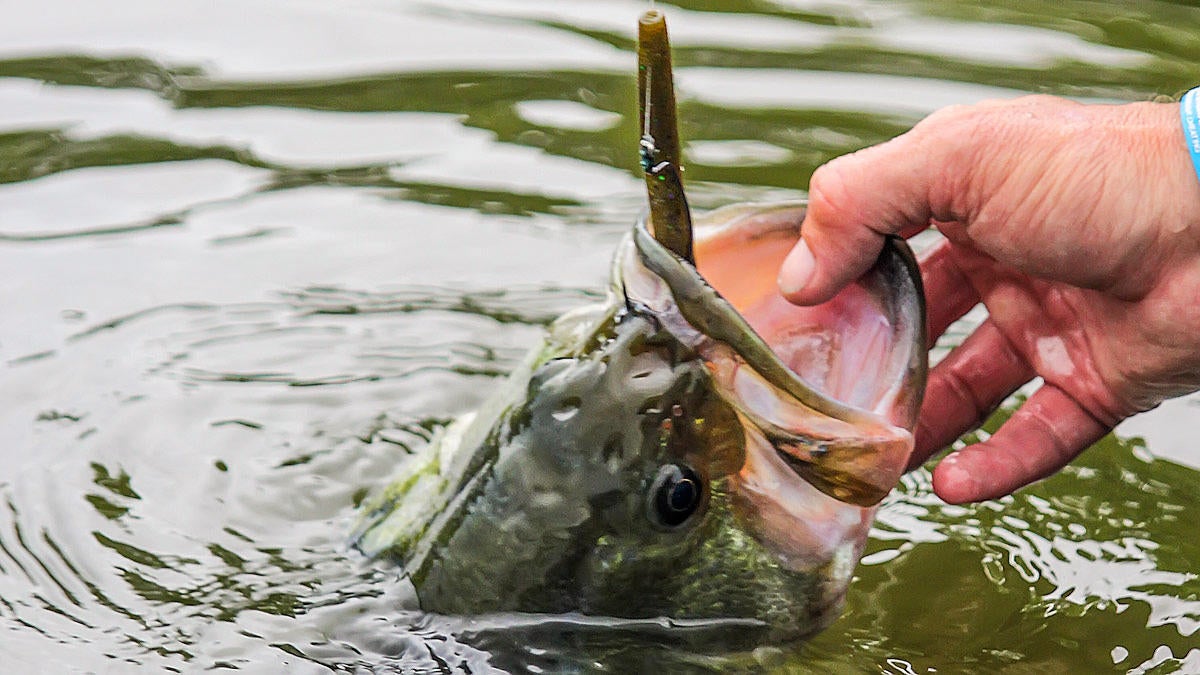 Try These Tactics for Shad Fishing - The Fishing Wire