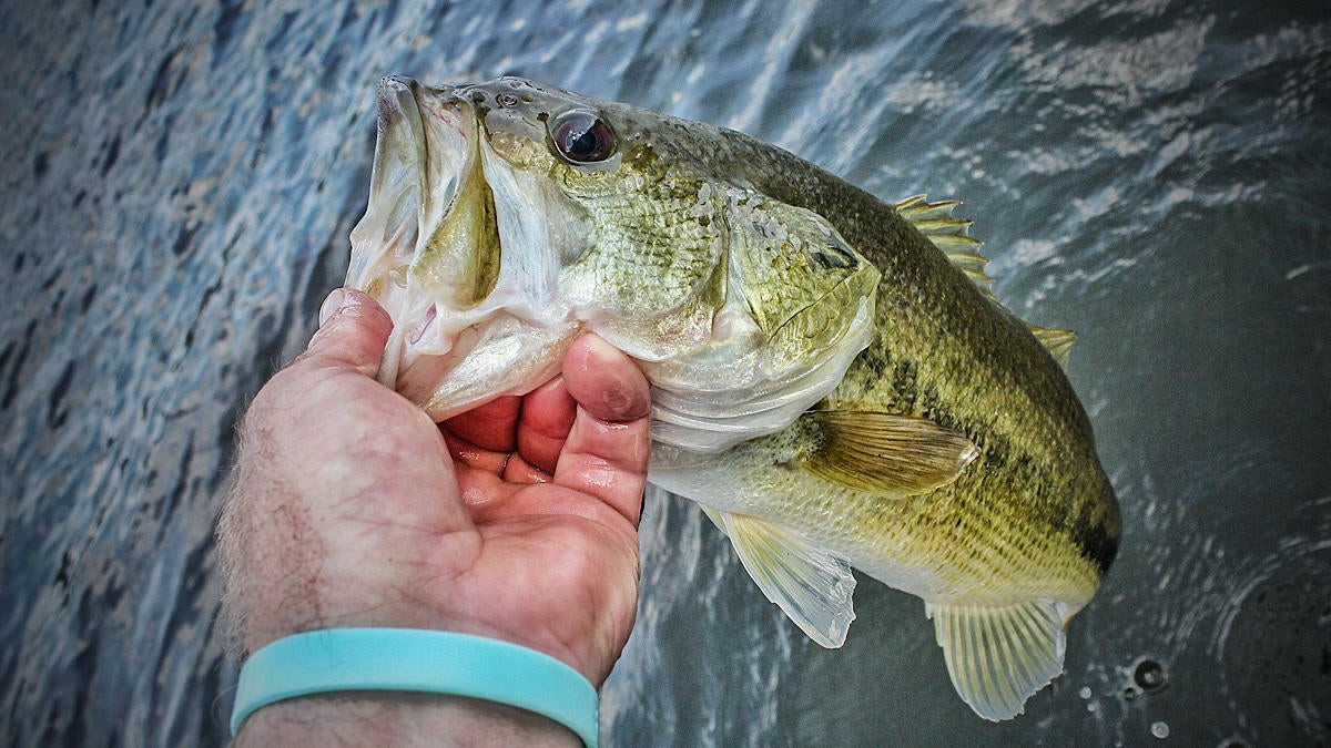The Joys of Fall Bass Fishing - Carolina Country