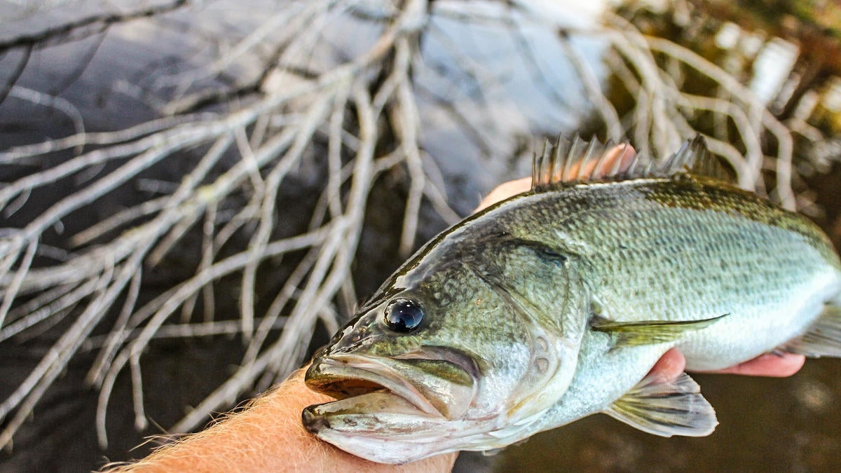 Bass Fishing Trees: There's More Than Meets the Eye - Wired2Fish