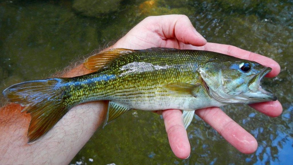 redeye bass