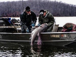 28,669 Pounds Wins on Kentucky Lake in Carp Madness Event