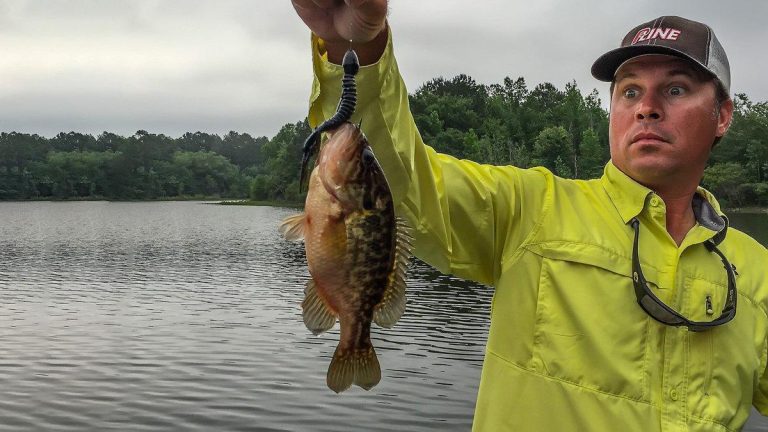 The Skinny on Fishing Bluegill Beds for Bass