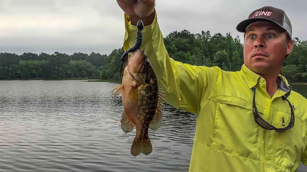 The Skinny on Fishing Bluegill Beds for Bass - Wired2Fish