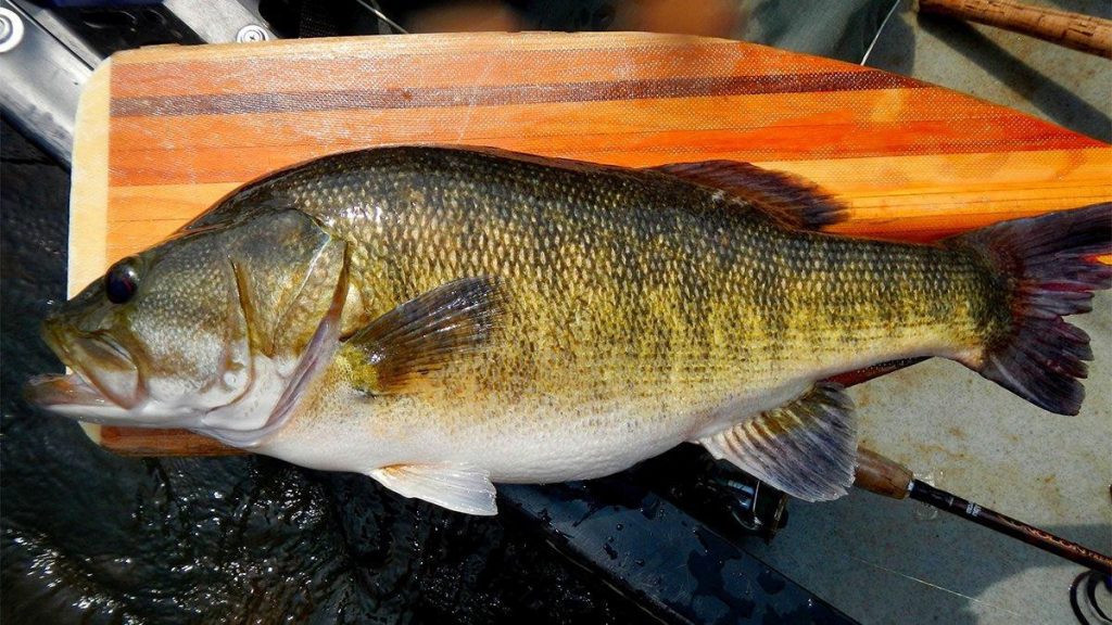 Shoal Bass