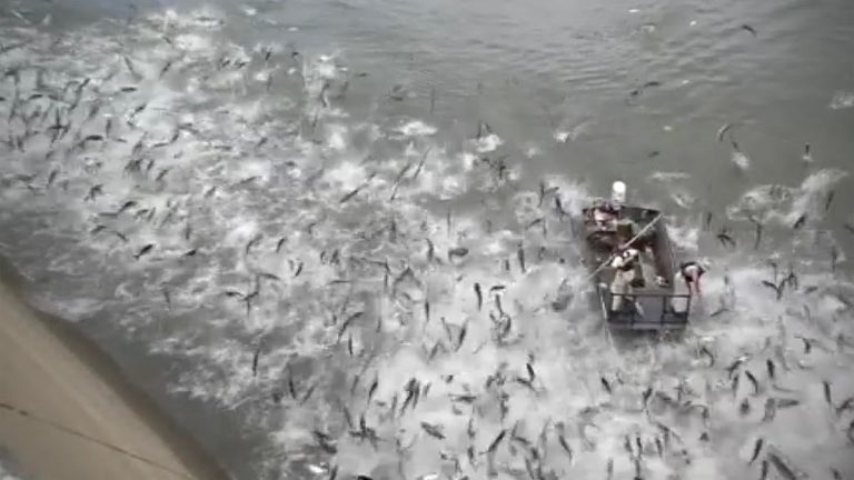 Asian Carp Herded in Demonstration for New Bio-acoustic Fish Fence