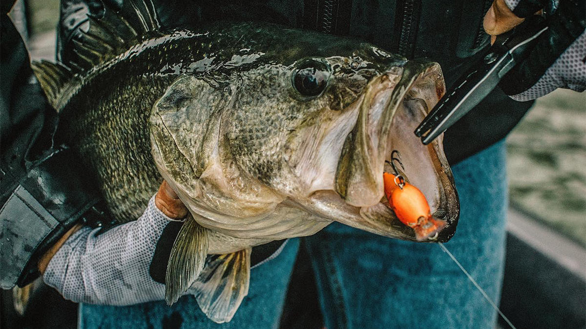 5 Winter Bass Fishing Mistakes You're Making with a Crankbait