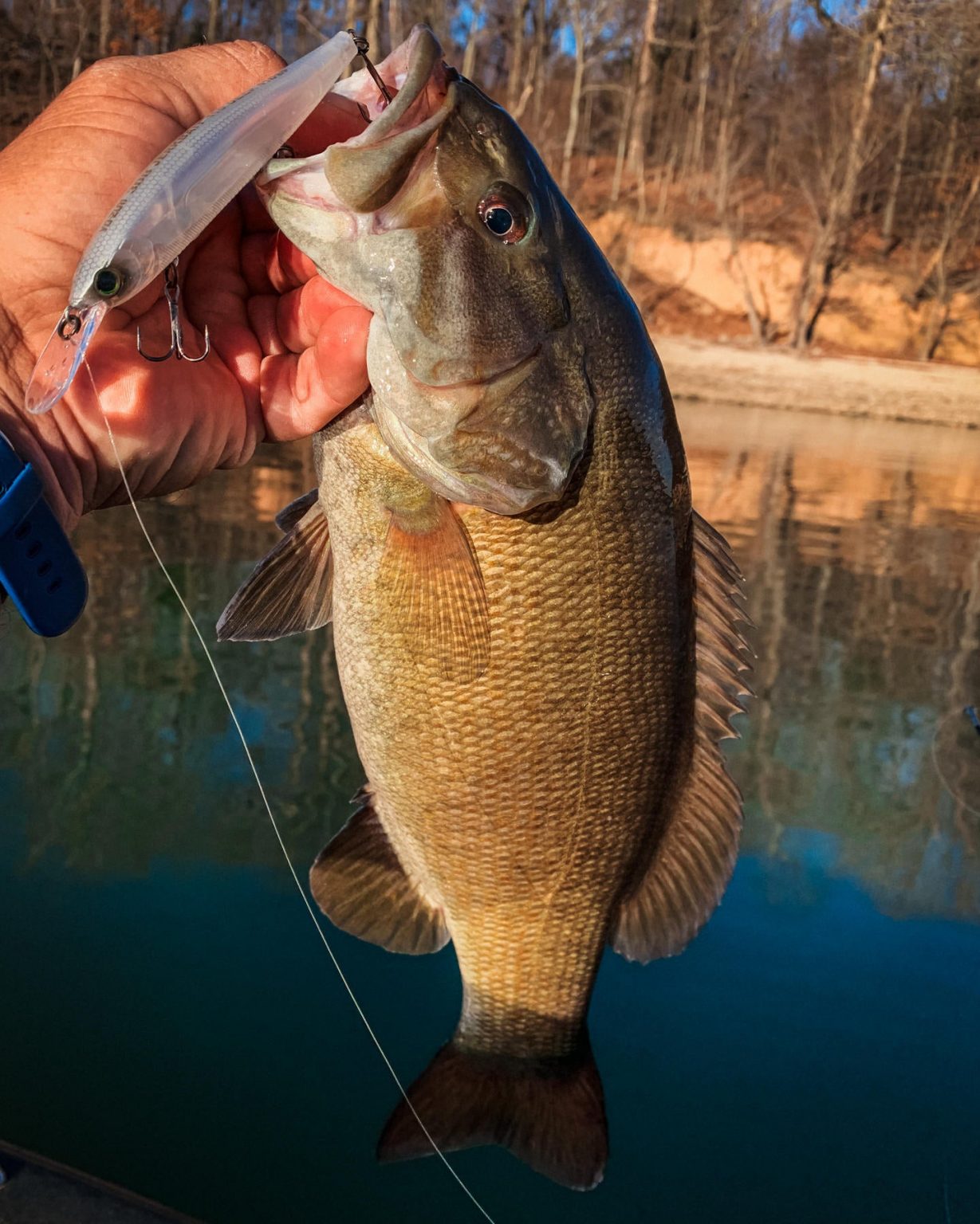 YoZuri 3DB Jerkbait 110 Deep Review Wired2Fish