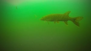 Underwater Footage of Pike while Ice Fishing