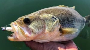 Fishing the Damiki Rig for Winter Bass