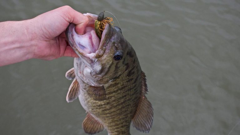 4 Ways to Deal with Too Much Bait in Bass Fishing