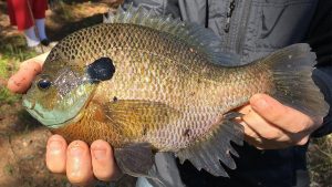 8 Commonly Misidentified Sunfish Species