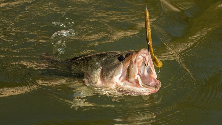 3 Bass Fishing Tournament Lessons I Learned the Hard Way