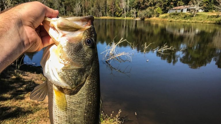 How to Catch Bass During the First Cold Front of the Year