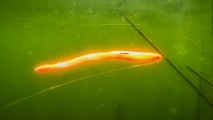 A Floating Worm: What It Looks Like Underwater