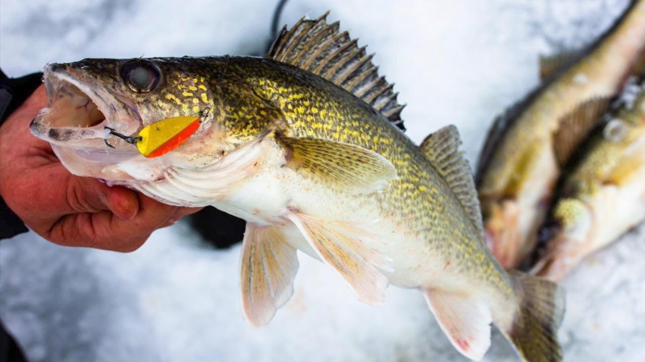 Catching Early Ice Walleyes