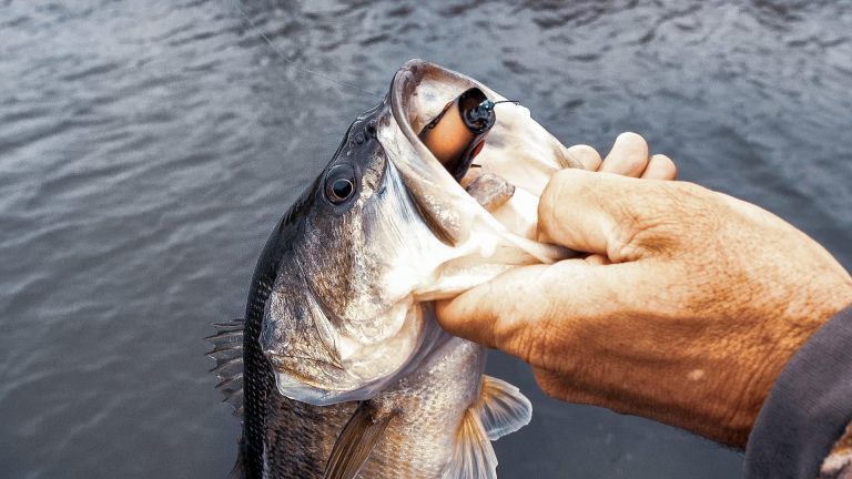Why Bass Can’t Resist a Popping Frog | Spawn and Beyond