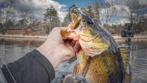 Weedless Swimbait Tips for Skinny Water Bass