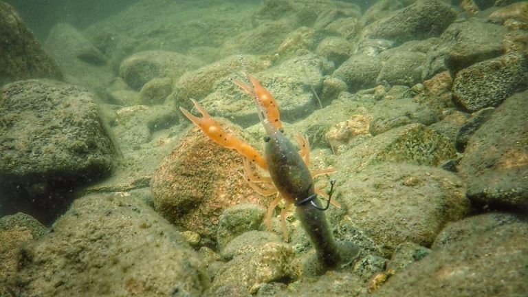 What it Looks Like | Neko Rigging Crawfish Plastics