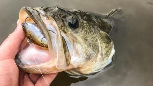 How to Catch Bass During the First Cold Front of the Year