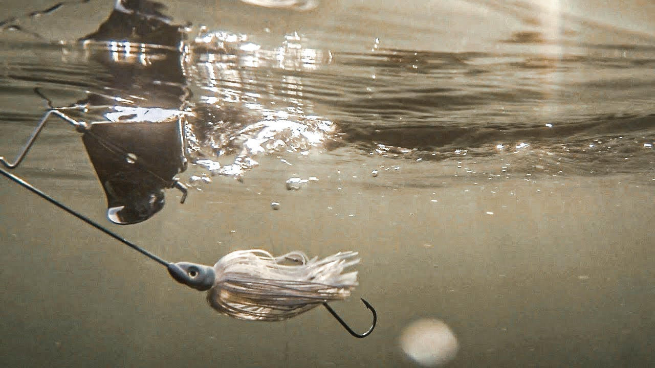 Go Big or Go Small  Choosing the Right Buzzbait – MONSTERBASS