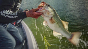 3 Swimbait Tips When Targeting Grassline Bass