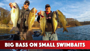 Catching Big Winter Bass on Small Swimbaits