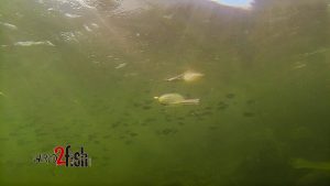 Spinnerbait Fishing During the Shad Spawn