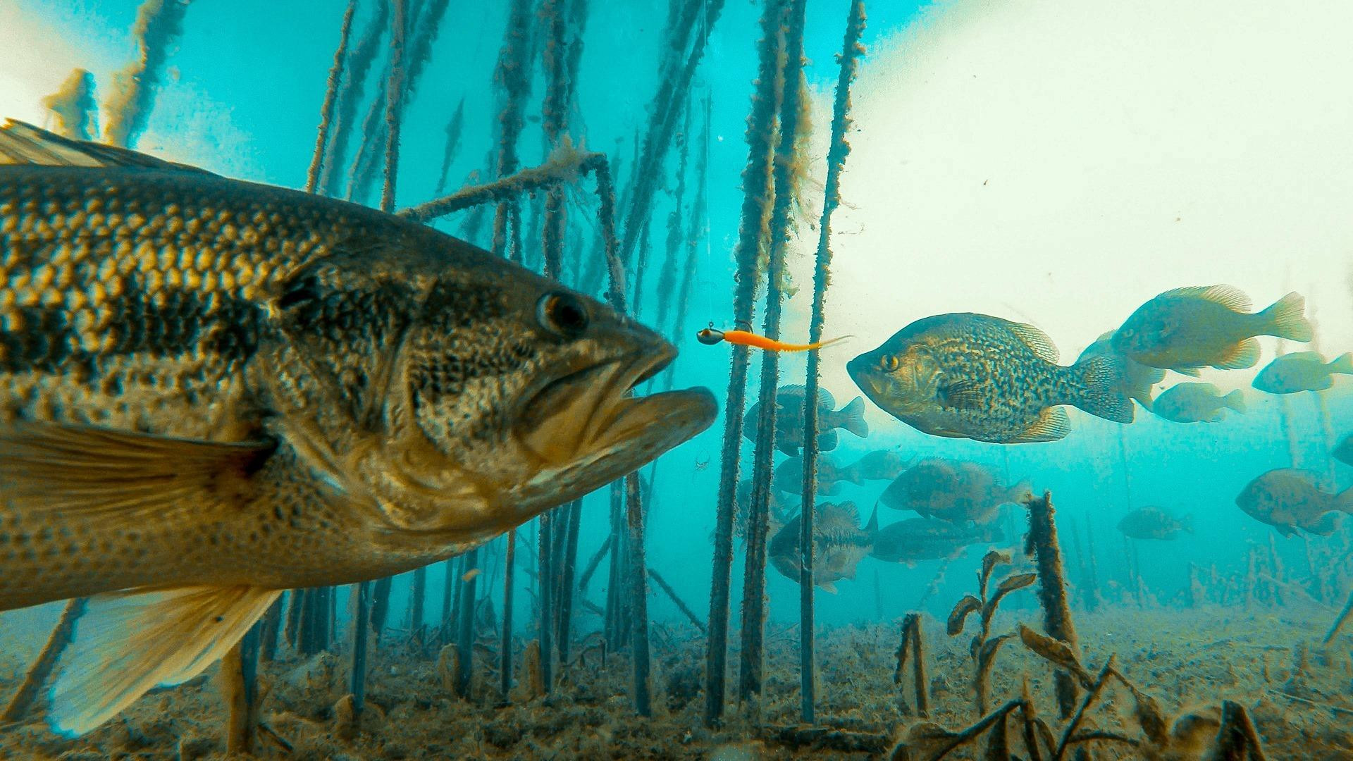 Incredible Underwater Video of Bass and Panfish - Wired2Fish