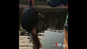 Snapping Turtle ATTACKS Smallmouth Bass on Video!