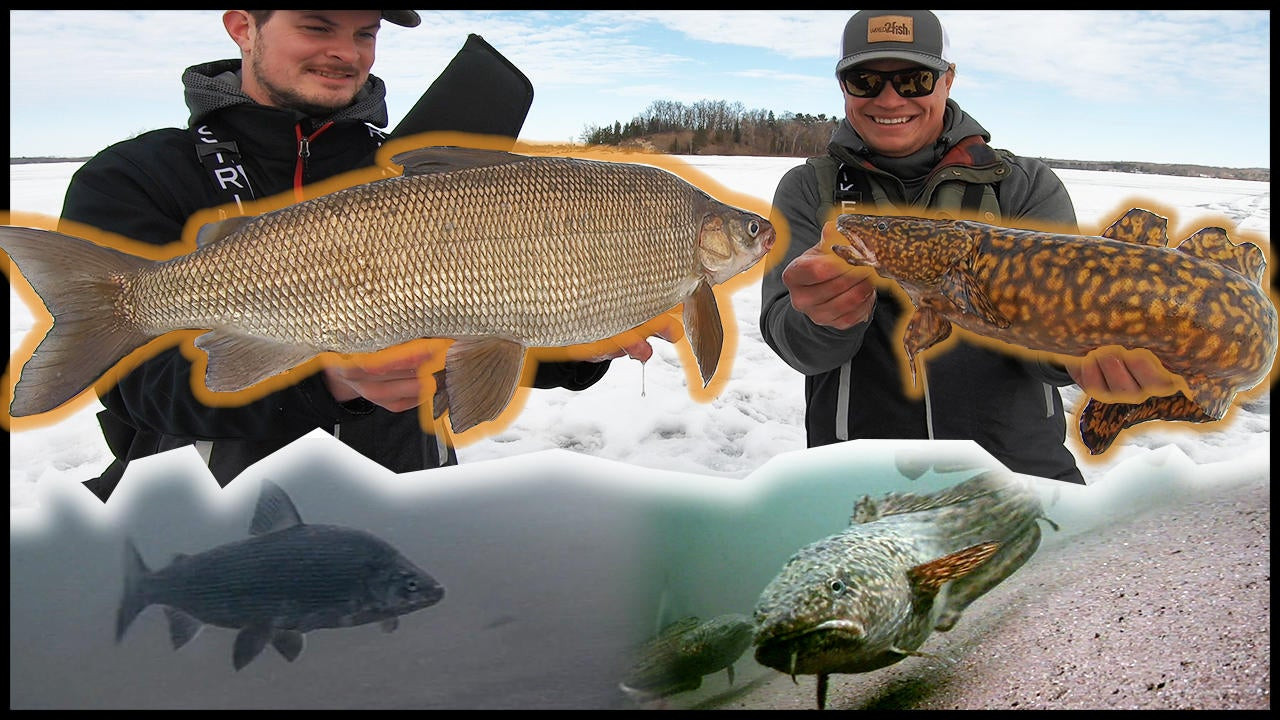 How to Fish Eelpout - Virtual Angling