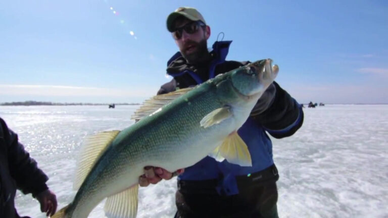 Giant Walleye Caught Through Ice on Winnipeg