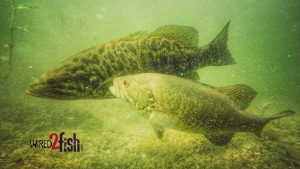 Underwater Video of Smallmouth Bass Spawning