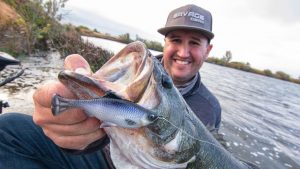 Catch Early Spring Bass Slow Rolling Weedless Swimbaits