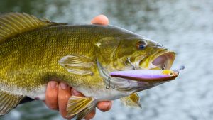 Catch Fussy Smallmouth Bass with These 4 Jerkbait Tips