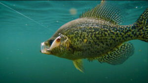 Fishing for Summer Crappies | What it Looks Like Underwater