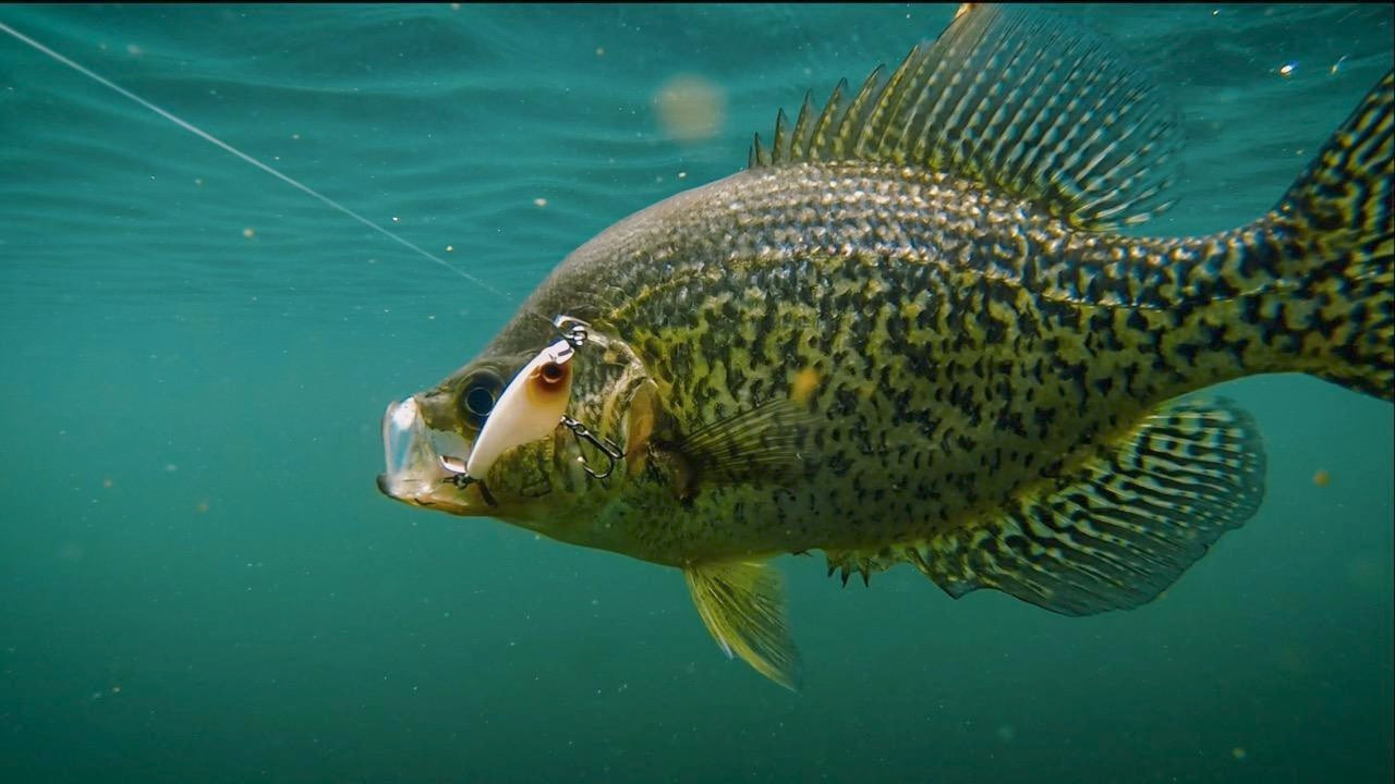 Fishing for Summer Crappies  What it Looks Like Underwater