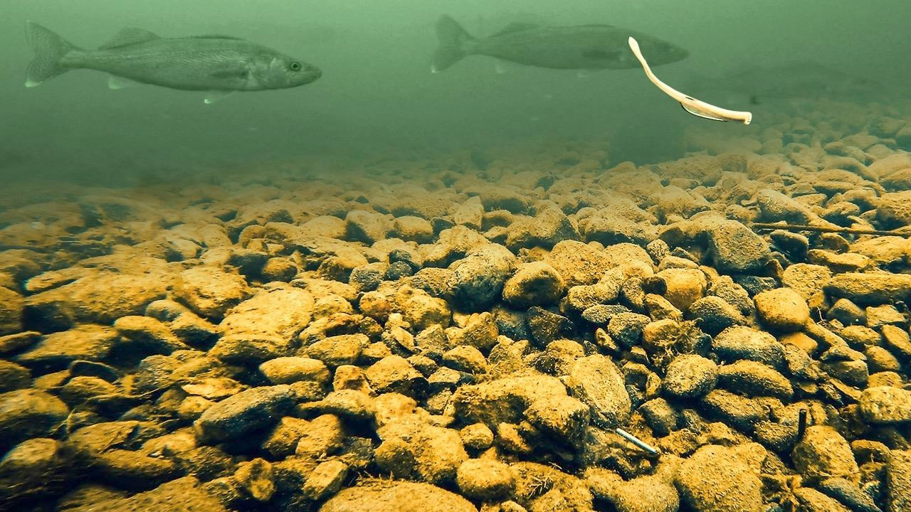 Drop Shotting Walleyes  A Modern Approach with Plastics - Wired2Fish