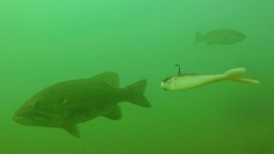 Vertical Jigging (Fluke) Smallmouth Bass