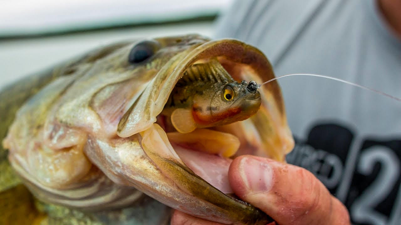 Catch Grassline Bass with the Megabass Dark Sleeper Swimbait - Wired2Fish