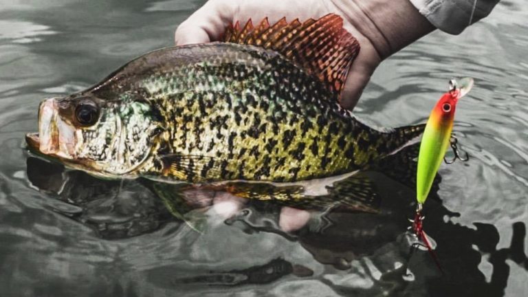 Catch More Springtime Crappies with Micro Jerkbaits