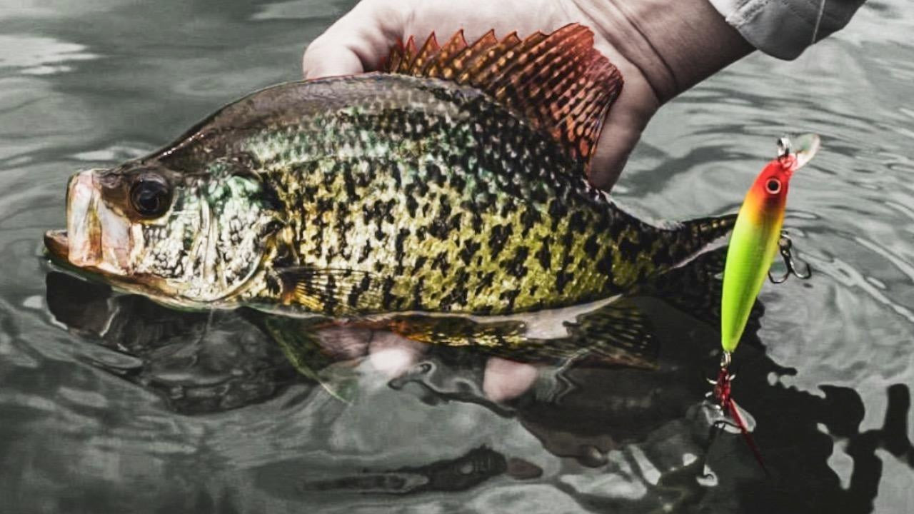 Catch More Springtime Crappies with Micro Jerkbaits - Wired2Fish