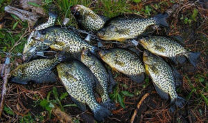 lots-of-crappie-can-be-caught-from-the-bank-in-early-spring.jpg